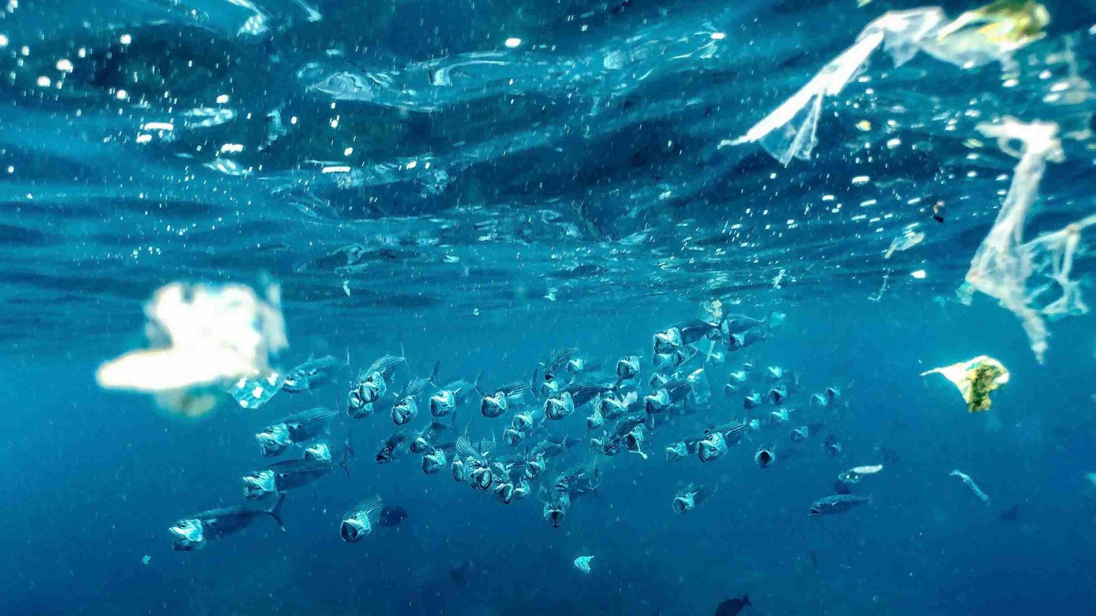 Plastic in Oceans